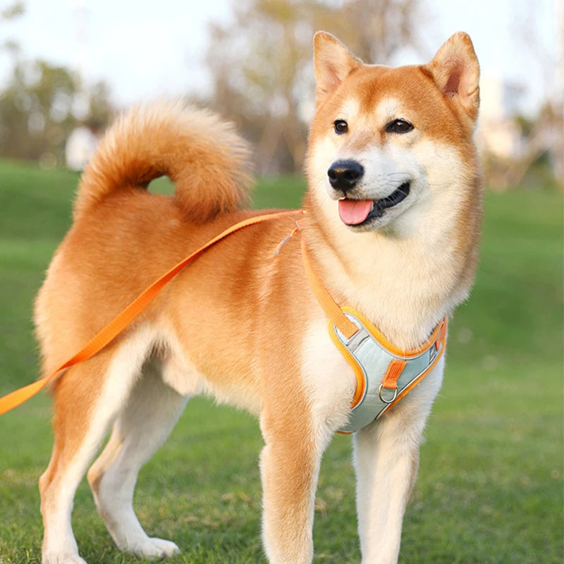 Adjustable Dog Harness for Small Dogs